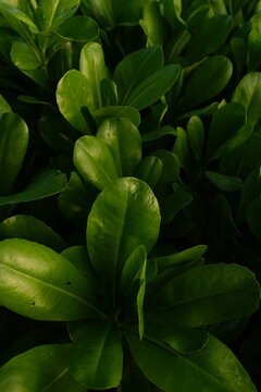 Bright green plant leaves against a dark, contrasting background.