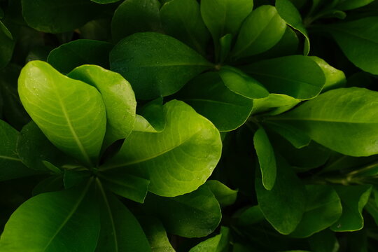 Bright green plant leaves against a dark, contrasting background.