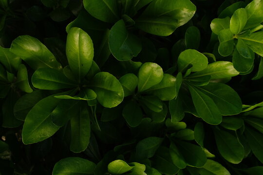 Bright green plant leaves against a dark, contrasting background.