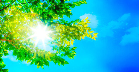 新緑と青空と太陽