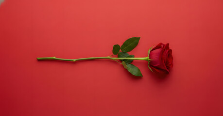 Eternal Bloom: A single, vibrant red rose delicately rests, a symbol of beauty and love against a rich backdrop.