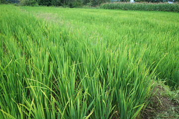 Fototapeta premium Natural landscape view of green rice paddy terrace