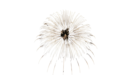 White Fireworks Burst Isolated on White Background