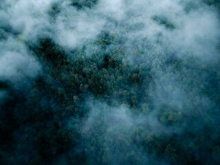Top down birds eye view of moody foggy tree forest