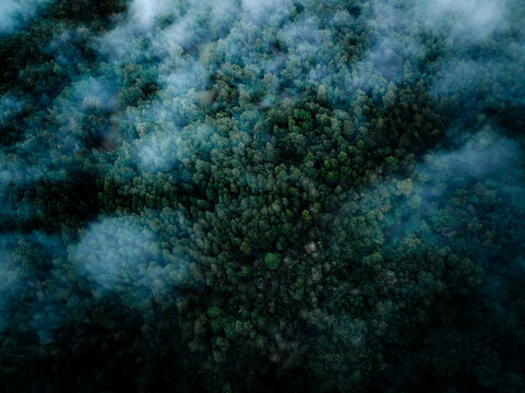 Top down birds eye view of moody foggy tree forest
