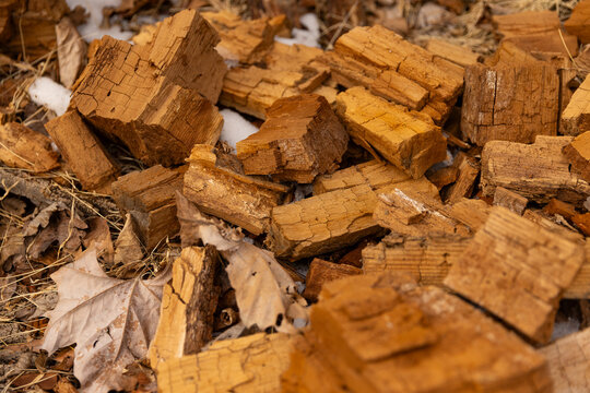 Decaywood in forest 