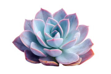 Vibrant Blue Pink Gradient Echeveria Succulent Plant Close Up Isolated leaves rosette