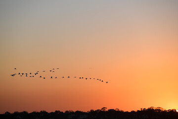 Birds Flying At Sunset