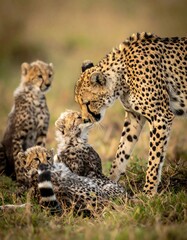 A cheetah mother interacts with her cubs in a grassy savanna