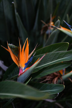 Blooming Bird Of Paradise Plants
