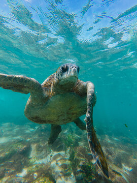 Sea turtle approaching underwater camera