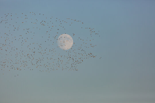 SmallA flock of birds flying in front of the moon.