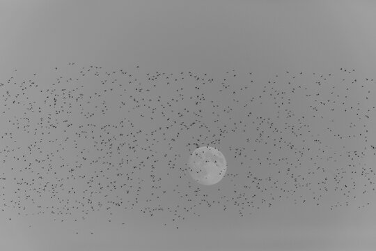 Black and white image of small birds flying in front of the moon.