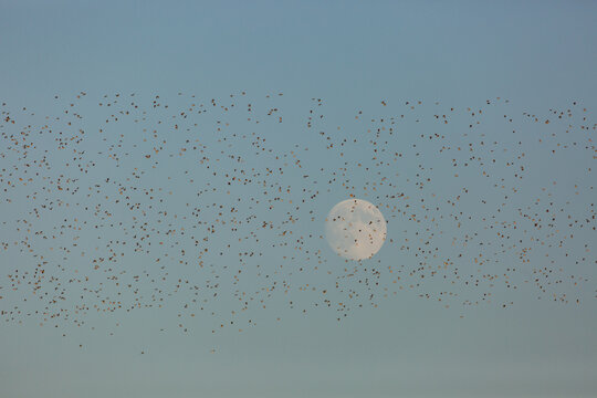 A flock of small birds flying in front of the moon at dusk.