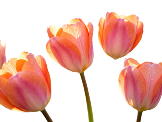 Beautiful Pink and Orange Tulips with Dew Drops