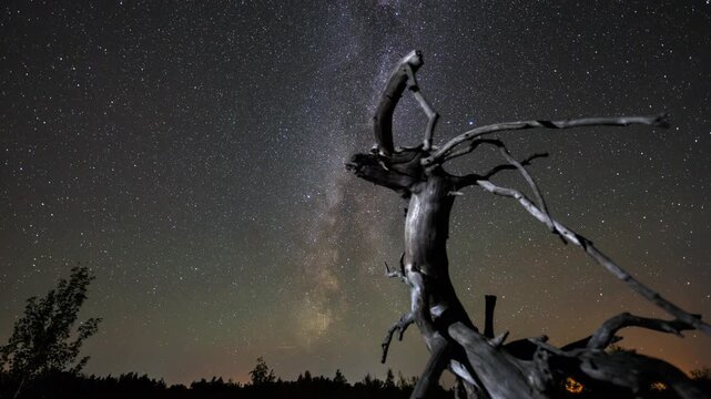 Dead Tree Under the Milky Way at Night