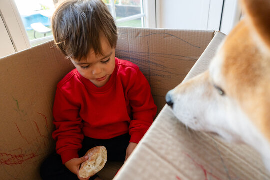 Young boy sharing bread with dog in cardboard box