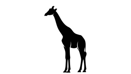 Fototapeta premium Black silhouette of a tall giraffe standing gracefully on a plain white background.