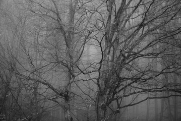 Mysterious tree with twisted branches in the fog