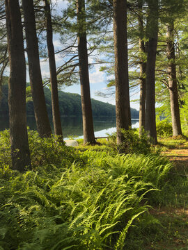 Pennsylvania lake summer forest tree landscape 