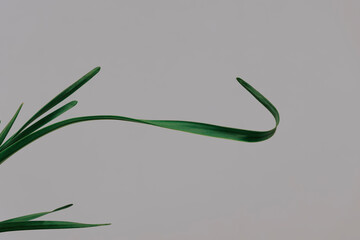 The Quiet Beauty and Negative Space of the Narcissus Leaf.