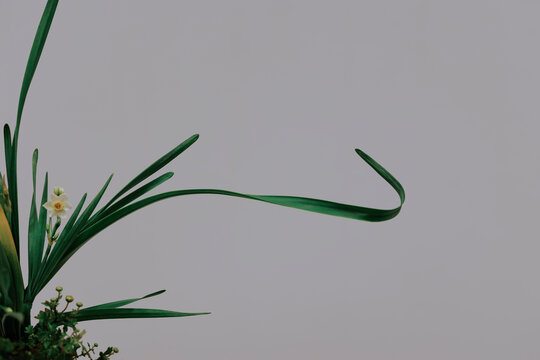 Tension of Narcissus Spiky Leaves and the Softness of Curved Arcs.