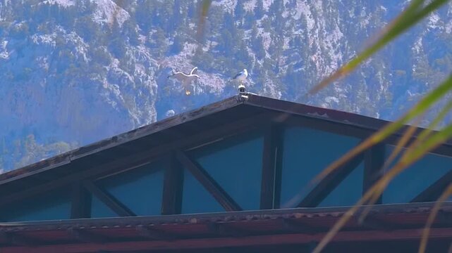 A seagull lands on the roof of a house where a security camera is installed next to another bird. Slow mo, slow motion, high speed camera
