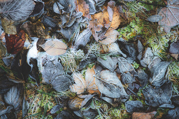 Fallen leaves on the lawn covered in ice