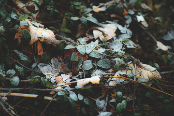 Leaves of low plants covered in frozen frost