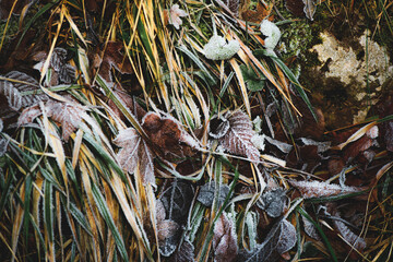 Dew covers leaves and grass