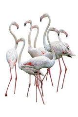 A beautiful pink flamingo with a long neck and red beak stands isolated on a white background as a tropical wildlife illustration of nature and beauty
