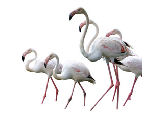 A beautiful group of exotic pink flamingos with long necks and vibrant feathers stands gracefully in their natural tropical wildlife habitat