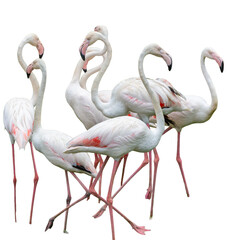 A beautiful exotic pink flamingo bird with long feathers and a curved beak stands isolated on a white background, showcasing the tropical wildlife and natural beauty of this wild fauna