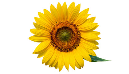 Naklejka premium Beautiful closeup of a bright yellow sunflower blossom with green leaves isolated on a white background to highlight the natural beauty and floral botany of this summer garden plant