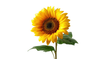 Obraz premium Bright Yellow Sunflower With Brown Center Against Black Background Close Up petals bloom