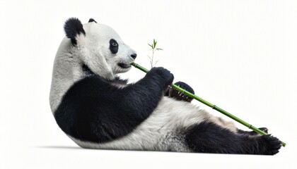 Giant Panda Eating Bamboo on White Background © buivan