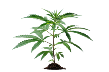 Young Green Plant Growing in Dark Soil Isolated on Black Background leaves foliage