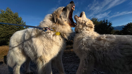 Mastiff and Puppy Playing