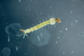 Mosquito larva swimming in water causing pest problem