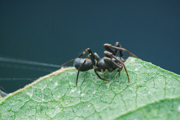 Black spider resting on green leaf in nature