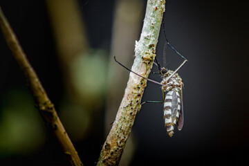 Aedes aegypti mosquito resting on branch transmitting disease