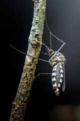 Mosquito resting on branch showing intricate details
