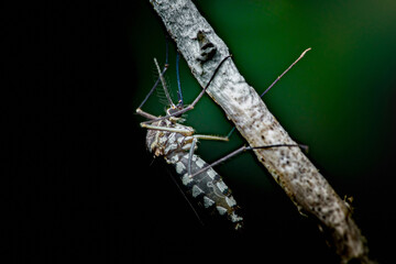 Mosquito resting on branch showing dangerous insect