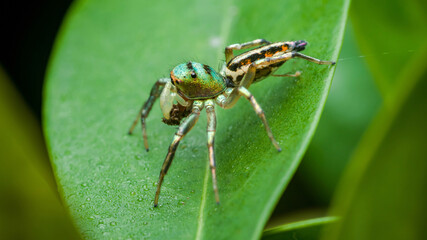 Colorful jumping spider resting on wet green leaf