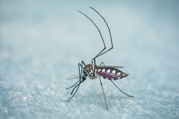 Mosquito engorged with blood on surface