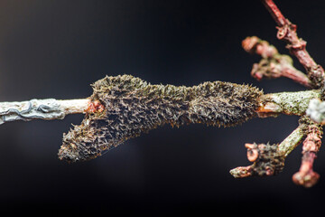 Fungus growing on tree branch showing infection