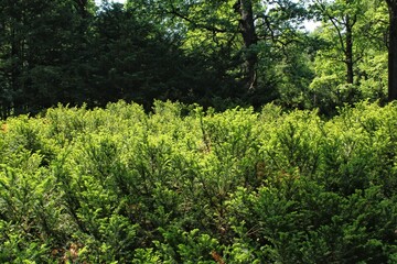 Fototapeta premium Close up of vibrant green new growth on a common European yew evergreen shrub or hedge in a natural outdoor garden environment on a bright sunny day
