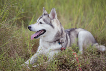 Siberian husky lying in grass with leash, calm dog resting outdoors, side profile with tongue out, natural light and soft background blur in park  © macknimal