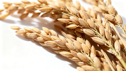 Close-up of Plump Golden Rice Ears