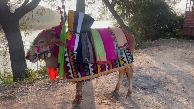 Happy Pongal religious traditional festival of south Indian cow with traditional decoration	at lake side in village in south india